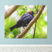 Brown Headed Cowbird Canvas Afdruk (Insitu (Houten vloer))