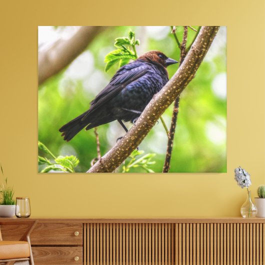 Brown Headed Cowbird Canvas Afdruk (Insitu (Woonkamer))