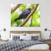 Brown Headed Cowbird Canvas Afdruk (Insitu (Slaapkamer))