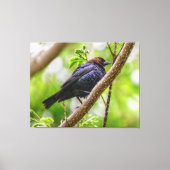 Brown Headed Cowbird Canvas Afdruk (Voorkant)
