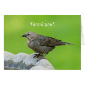 Brown Headed Cowbird Dank je kaart (Voorkant Horizontaal)