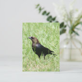 Brown Headed Cowbird Foto Briefkaart (Staand voorkant)