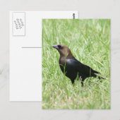 Brown Headed Cowbird Foto Briefkaart (Voorkant / Achterkant)