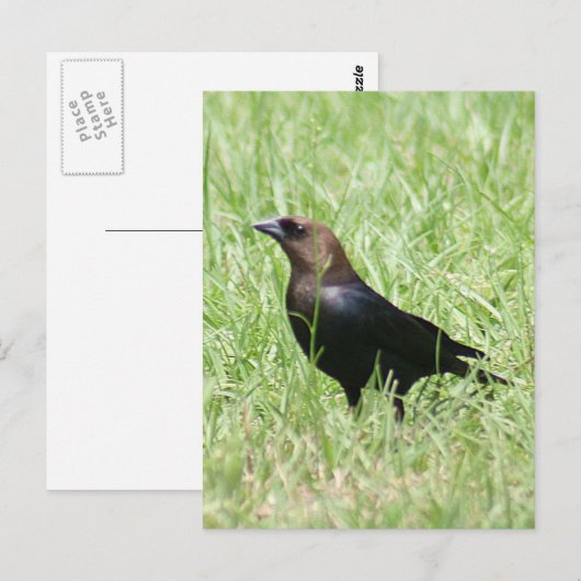 Brown Headed Cowbird Foto Briefkaart (Voorkant / Achterkant)