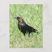 Brown Headed Cowbird Foto Briefkaart (Voorkant)