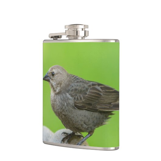 Brown Headed Cowbird Heupfles (Links)