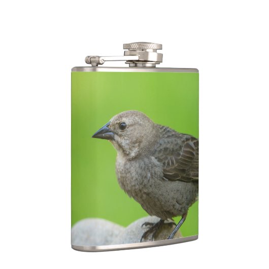 Brown Headed Cowbird Heupfles (Rechts)