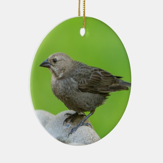 Brown Headed Cowbird Keramisch Ornament (Rechts)