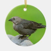 Brown Headed Cowbird Keramisch Ornament (Voorkant)