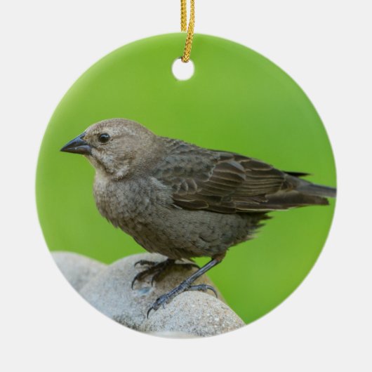 Brown Headed Cowbird Keramisch Ornament (Voorkant)