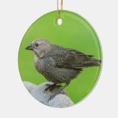 Brown Headed Cowbird Keramisch Ornament (Links)