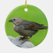 Brown Headed Cowbird Keramisch Ornament (Achterkant)