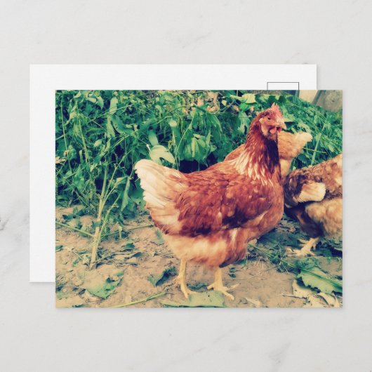 Brown Hen briefkaart (Voorkant / Achterkant)