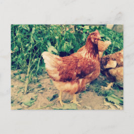 Brown Hen briefkaart