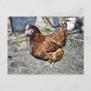 Brown Hen op de achterkant Briefkaart