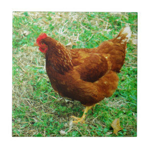 Brown Hen Tegeltje