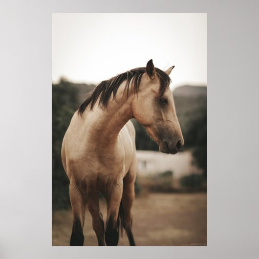 BROWN HORSE POSTER (Voorkant)