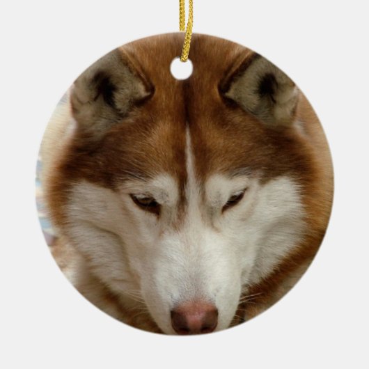 Brown Husky Ornament (Voorkant)