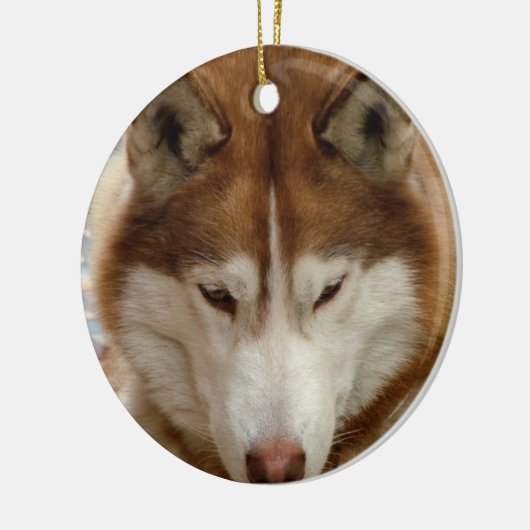 Brown Husky Ornament (Links)
