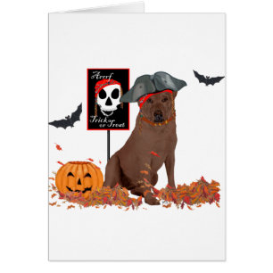 Brown Labrador Retriever Pirate