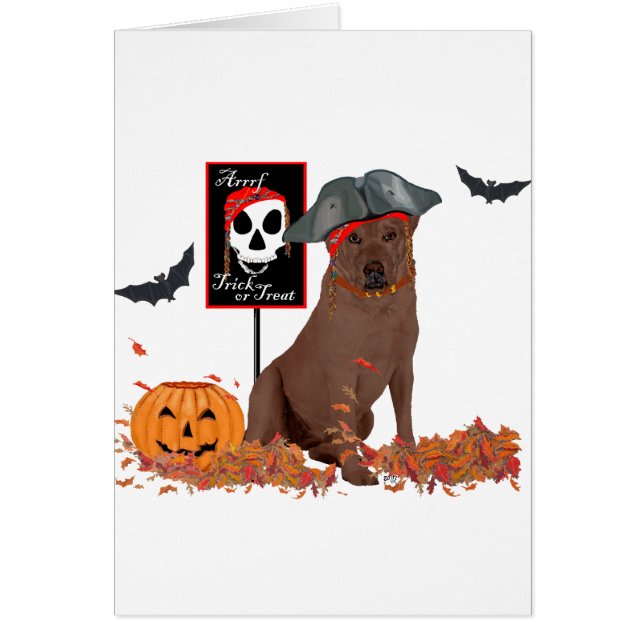 Brown Labrador Retriever Pirate (Voorkant)
