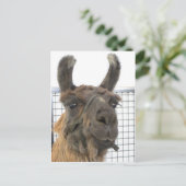 Brown Lama 1 Briefkaart (Staand voorkant)