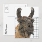 Brown Lama 1 Briefkaart (Voorkant / Achterkant)