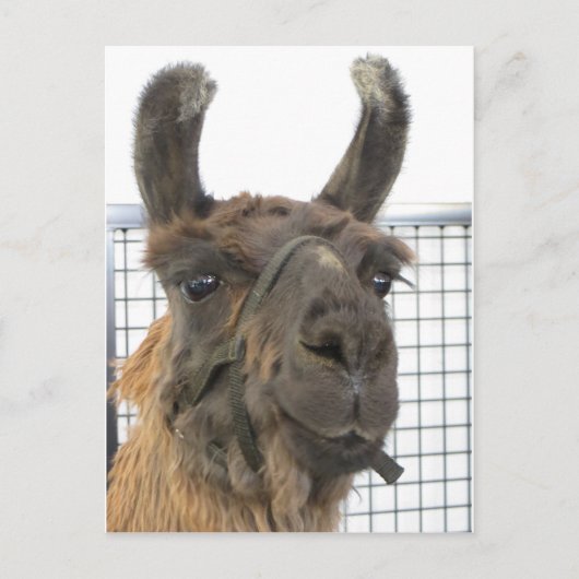 Brown Lama 1 Briefkaart (Voorkant)