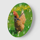 Brown Laying Hen Grote Klok (Hoek)