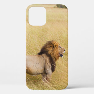 BROWN LION OP GRASSVELD TIJDENS DAG Case-Mate iPhone CASE
