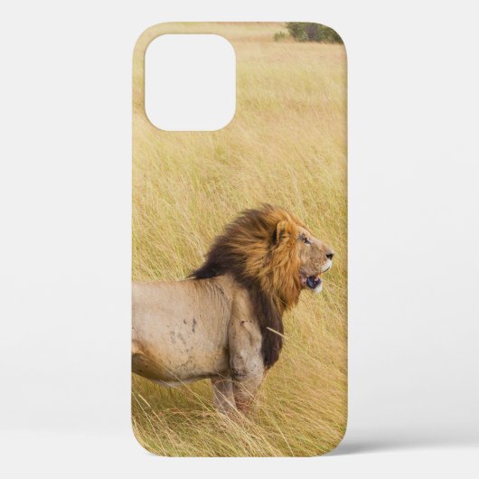 BROWN LION OP GRASSVELD TIJDENS DAG Case-Mate iPhone CASE (Achterkant)