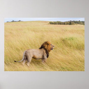 BROWN LION OP GRASSVELD TIJDENS DAG POSTER