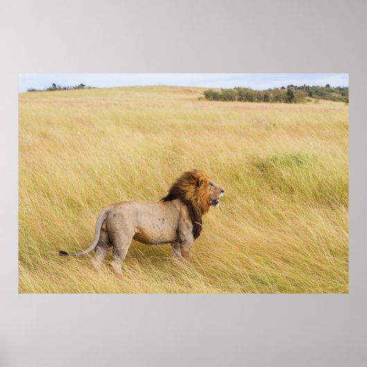 BROWN LION OP GRASSVELD TIJDENS DAG POSTER (Voorkant)