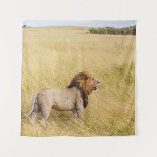 BROWN LION OP GRASSVELD TIJDENS DAG WANDKLEED (Voorkant)