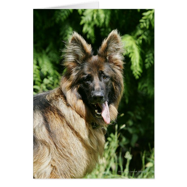Brown Long Hazard German Shepherd 1 (Voorkant)