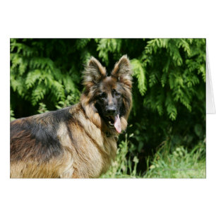 Brown Long Hazard German Shepherd 1