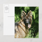 Brown Long Hazard German Shepherd 1 Briefkaart (Voorkant / Achterkant)