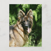 Brown Long Hazard German Shepherd 1 Briefkaart (Voorkant)