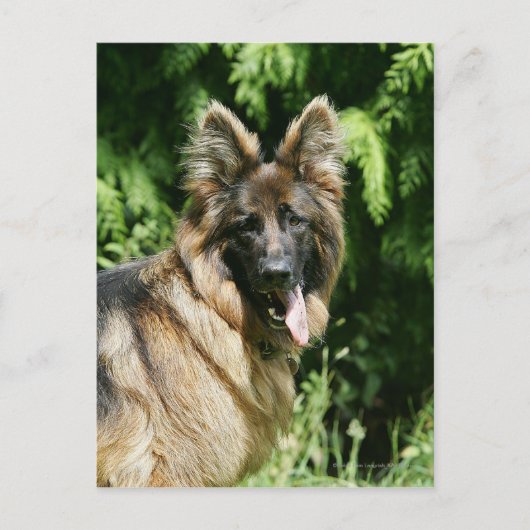 Brown Long Hazard German Shepherd 1 Briefkaart (Voorkant)