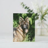 Brown Long Hazard German Shepherd 1 Briefkaart (Staand voorkant)