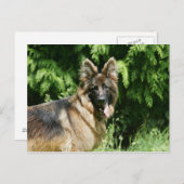 Brown Long Hazard German Shepherd 1 Briefkaart (Voorkant / Achterkant)