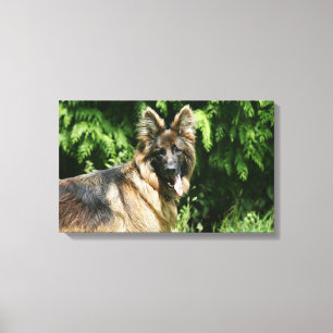 Brown Long Hazard German Shepherd 1 Canvas Afdruk