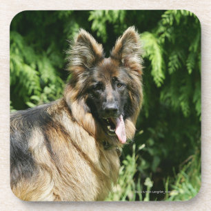 Brown Long Hazard German Shepherd 1 Drankjes Onderzetter