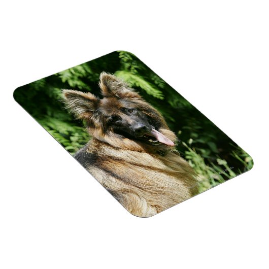 Brown Long Hazard German Shepherd 1 Magneet (Rechterzijde)