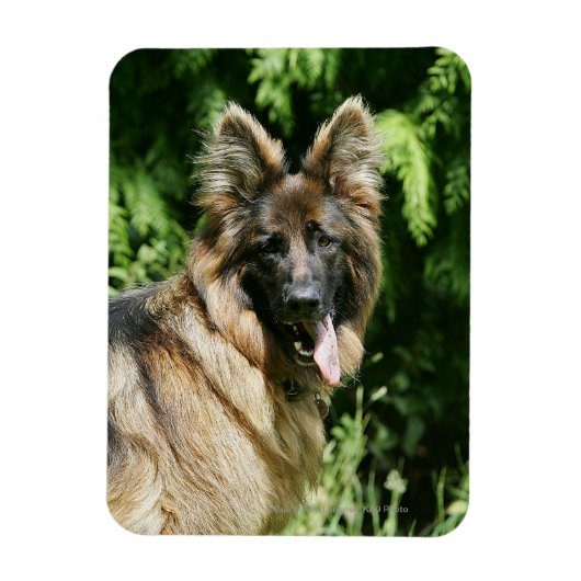 Brown Long Hazard German Shepherd 1 Magneet (Verticaal)