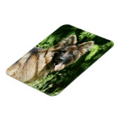 Brown Long Hazard German Shepherd 1 Magneet (Linkerzijde)
