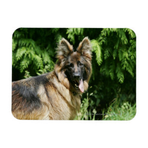Brown Long Hazard German Shepherd 1 Magneet