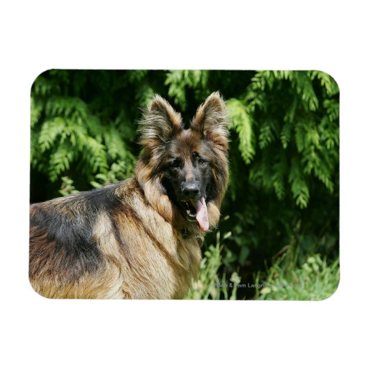 Brown Long Hazard German Shepherd 1 Magneet (Horizontaal)