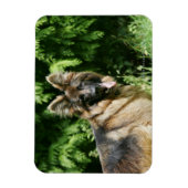 Brown Long Hazard German Shepherd 1 Magneet (Verticaal)