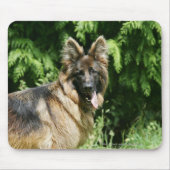 Brown Long Hazard German Shepherd 1 Muismat (Voorkant)